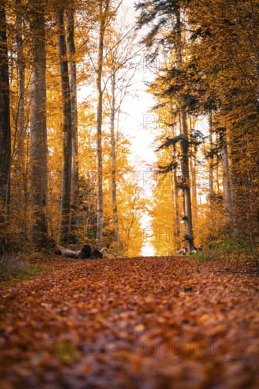 A forest trail covered with colorful foliage in golden autumn light, Gechingen, Germany