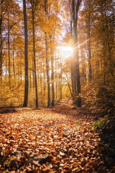 Autumn forest with golden leaves and sunlight falling through the trees, Gechingen, Germany