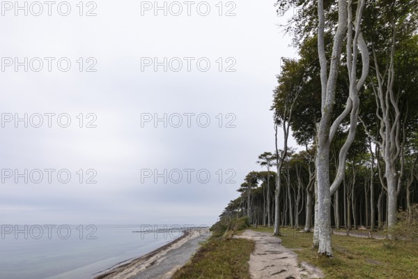Ghost forest Nienhagen on the Baltic Sea coast in the Baltic Sea resort of Nienhagen on the Baltic Sea, Mecklenburg-Western Pomerania, Germany