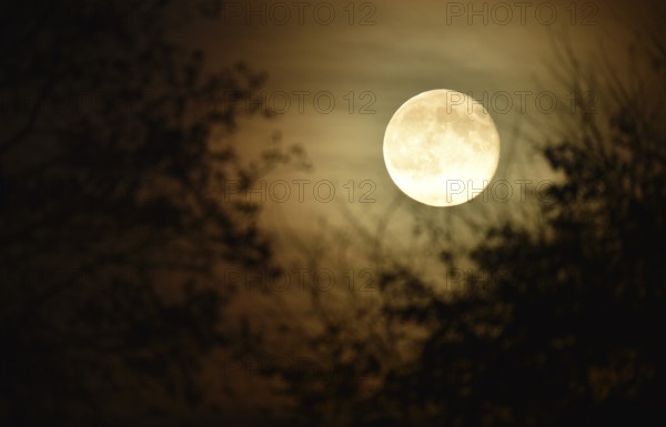 Supermoon, full moon, moon behind the trees, Schleswig-Holstein, Germany