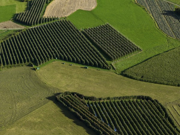 Orchard, apple growing, sunny, autumn, aerial view, Laatsch, Vinschgau, South Tyrol, Italy