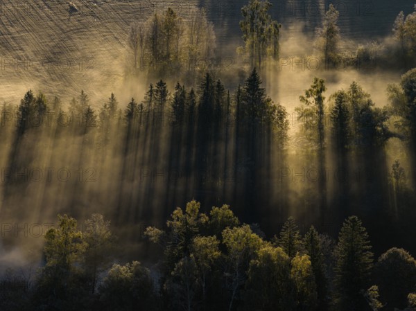 Fog, clouds of fog, morning light, back light, trees, moor area, foothills of the Alps, Bavaria, Germany