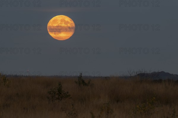 Full moon, super moon over the moor, Emsland, Lower Saxony, Germany