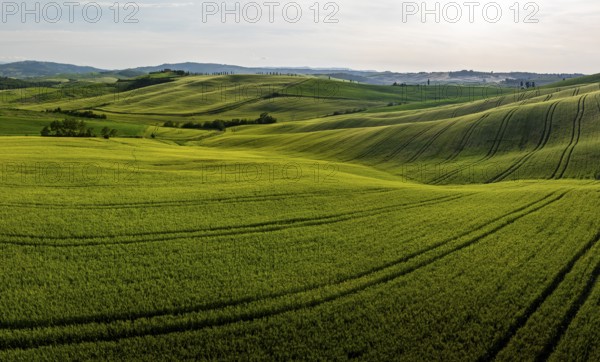 Hilly fields near Pienza, Val d'Orcia, Tuscany, Italy