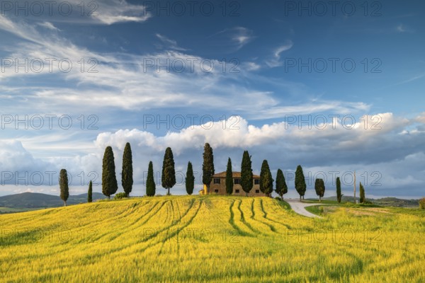Villa i Cipressini, estate with cypresses (Cupressus), Val d'Orcia, near Pienza, Siena Province, Tuscany, Italy
