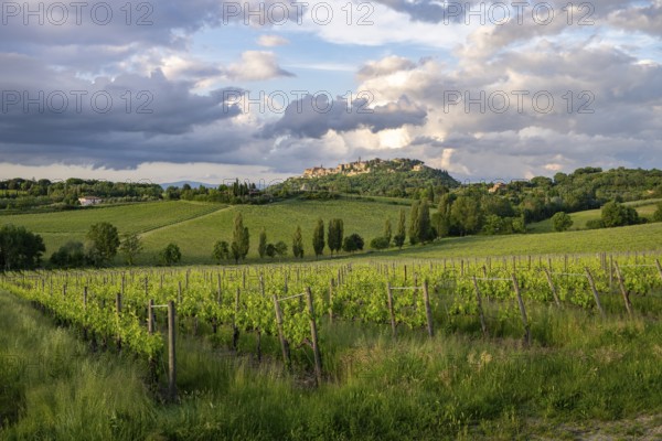 View of Montepulciano, Siena Province, Tuscany, Italy