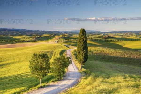 Road with single cypress (Cupressus) leads through landscape with hilly fields and country estate, near Siena, Tuscany, Italy