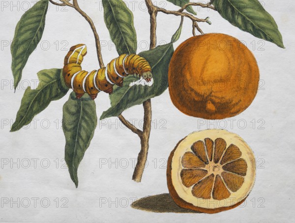 Orange, orange tree, caterpillar, transformation, hand-colored copper engraving by Maria Sybilla Merian from Metamorphosis insectorum Surinamensium, transformation of Surinamese insects, sheet XXXVIII, Amsterdam 1705, Netherlands