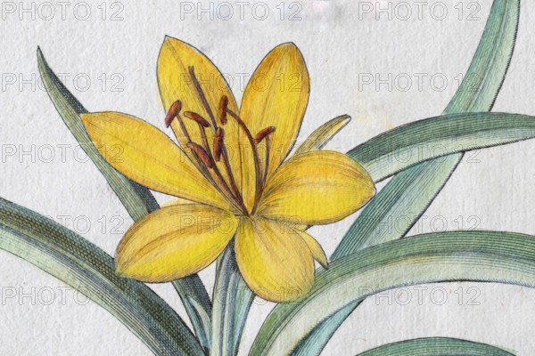 Blossom autumn gold cup (Sternbergia Lutea), hand-colored copper engraving by Basilius Besler, from Hortus Eystettensis, 1613
