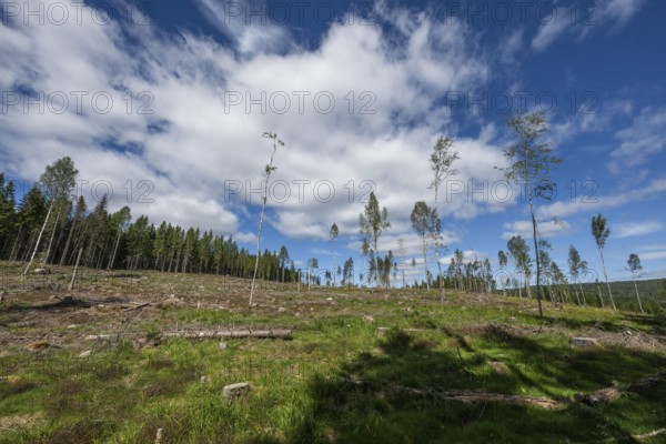 Cleared forest area, forestry, timber trade, near Sunne, Sweden