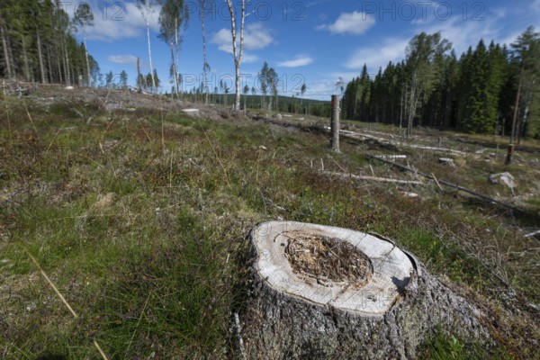 Tree stump, cleared forest area, forestry, timber industry, timber trade, near Sunne, Sweden