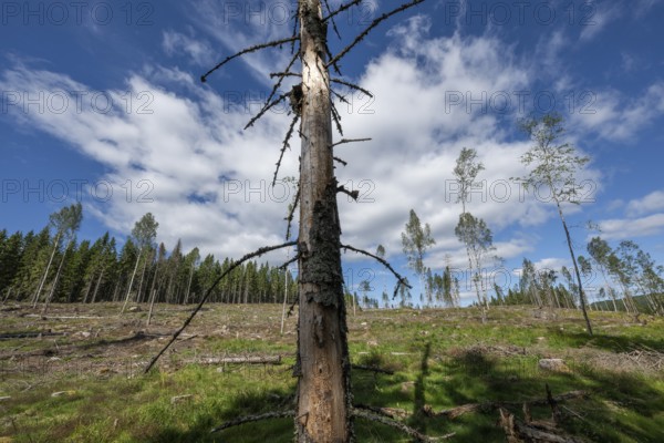 Single spruce trunk, cleared forest area, forestry, timber industry, timber trade, near Sunne, Sweden