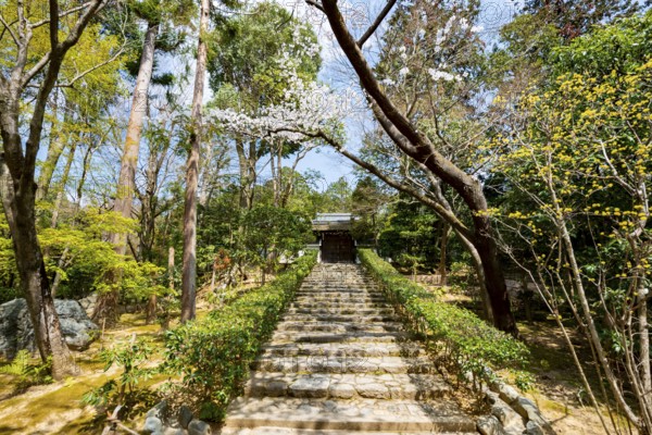 Staircase in the Japanese garden of Ryoan-ji, a Buddhist temple complex, in spring, Kyoto, Japan