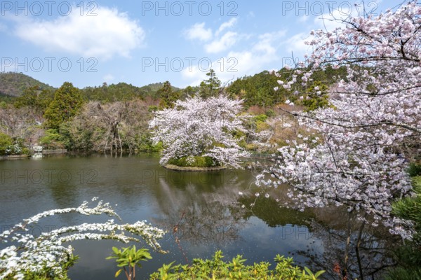 Kyoyochi pond in the Japanese garden, blooming cherry trees, Ryoan-ji, Zen Buddhist temple complex, in spring, Kyoto, Japan
