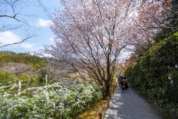 Blooming cherry trees, path along Kyoyochi Pond in the Japanese Garden, Ryoan-ji, Zen Buddhist temple complex, in spring, Kyoto, Japan