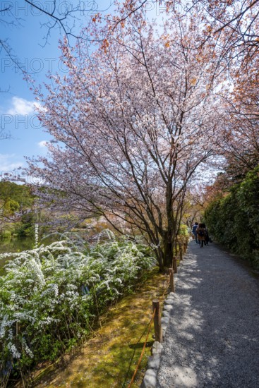 Blooming cherry trees, path along Kyoyochi Pond in the Japanese Garden, Ryoan-ji, Zen Buddhist temple complex, in spring, Kyoto, Japan