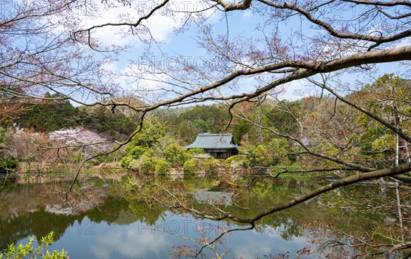 Temple building reflected in Kyoyochi pond in Japanese garden, blooming cherry trees, Ryoan-ji, Zen Buddhist temple complex, in spring, Kyoto, Japan
