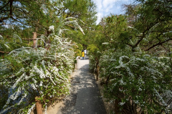 Walk through blooming bushes in spring, Ryoan-ji Japanese Garden, Zen Buddhist temple complex, in spring, Kyoto, Japan