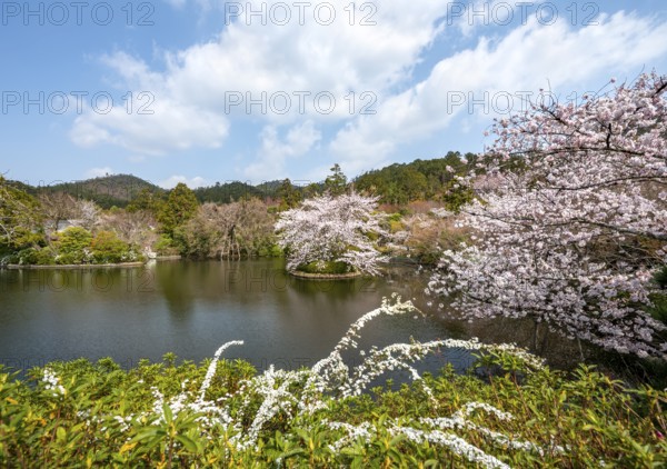 Kyoyochi pond in the Japanese garden, blooming cherry trees, Ryoan-ji, Zen Buddhist temple complex, in spring, Kyoto, Japan