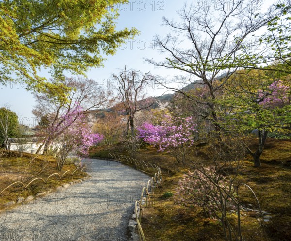 Path between blooming bushes in spring, Sogenchi Teien Japanese Garden, Tenryu-ji, Zen Buddhist temple complex, Sagatenryuji Susukinobabacho, Kyoto, Japan
