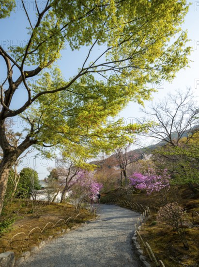 Path between blooming bushes in spring, Sogenchi Teien Japanese Garden, Tenryu-ji, Zen Buddhist temple complex, Sagatenryuji Susukinobabacho, Kyoto, Japan