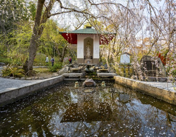 Fountain under a blooming cherry tree, Sogenchi Teien Japanese Garden, Tenryu-ji, Zen Buddhist Temple Complex, Sagatenryuji Susukinobabacho, Kyoto, Japan