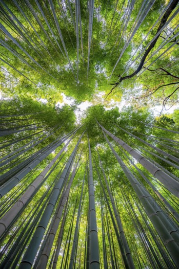 Looking up into the treetops, towering bamboo trunks in Arashiyama bamboo forest, Kyoto, Japan