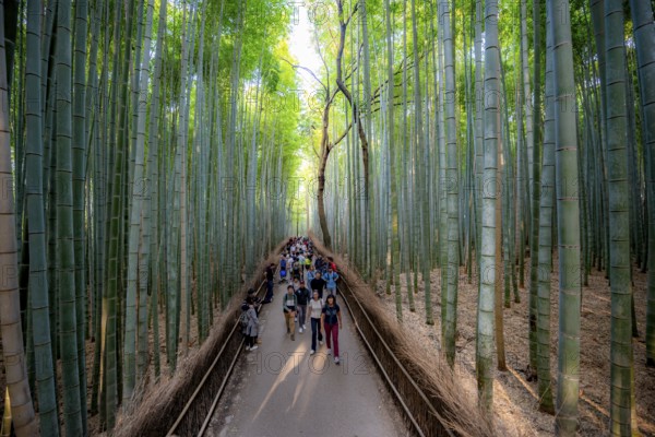 Visitors on their way through bamboo forest, towering bamboo trunks in Arashiyama bamboo forest, Kyoto, Japan