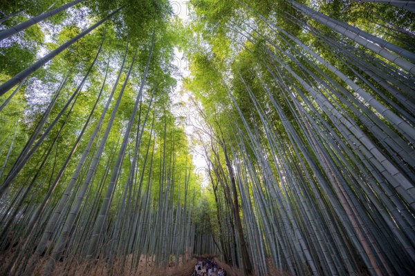 Towering bamboo stems in Arashiyama bamboo forest, Kyoto, Japan