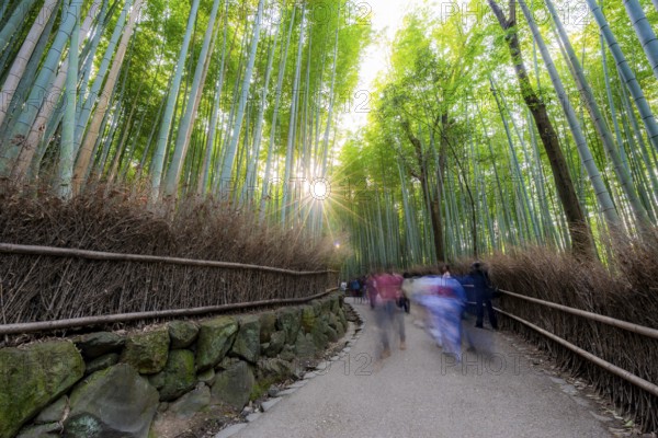 Visitors on their way through bamboo forest, motion blur, long exposure, towering bamboo stems in Arashiyama bamboo forest, with sun star, Kyoto, Japan