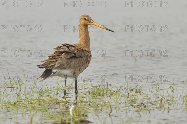 Greenpike (Limosa limosa) runs in shallow water in a moor, snipe birds, wildlife, nature photography, ox bog, Dümmer See, Hüde, Lower Saxony, Germany