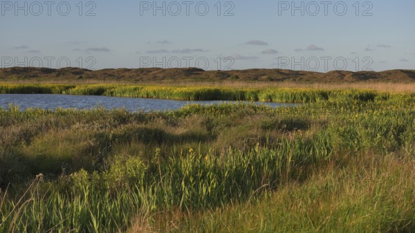 Blooming marsh iris (Iris peudacorus) in the wetland in dune landscape, Texel, North Holland, the Netherlands