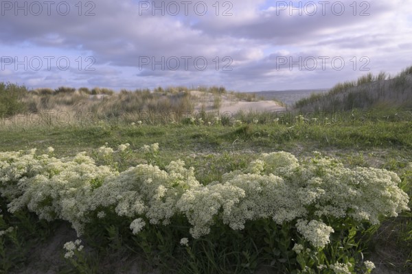 Common arrocress (Cardaria draba) on the Wadden Sea dune beach, Texel, North Holland, the Netherlands
