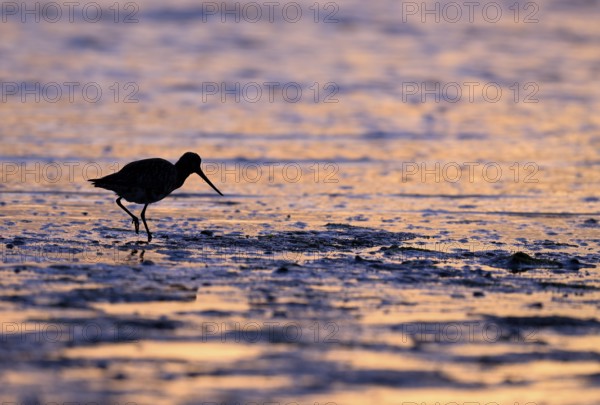 Pod-tailed woodcock (Limosa lapponica) in backlight on the beach, Texel, North Holland, the Netherlands