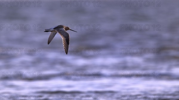 Flying woodcock (Limosa lapponica) in backlight on the beach, Texel, North Holland, NetherlandsWatergock (Limosa lapponica) in backlight on the beach, Texel, North Holland, Netherlands