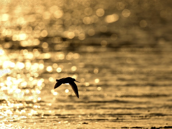 Flying woodcock (Limosa lapponica) in backlight on the beach, Texel, North Holland, the Netherlands