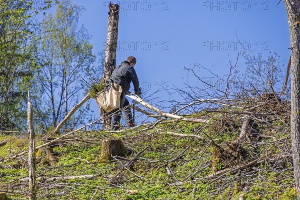 Man working on planting spruce seedlings on a clear-cut clearing in a coniferous forest on a sunny summer day