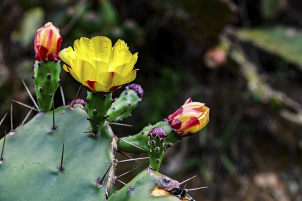 Detail of an Opuntia cactus full of yellow flowers and buds, Minas Gerais, Brazil