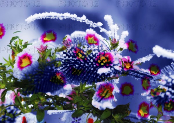 Composing Wild Card (Dipsacus fullonum), dried up inflorescences with monochrome hoarfrost and blooming magic bells (Calibrachoa) North Rhine-Westphalia, Germany