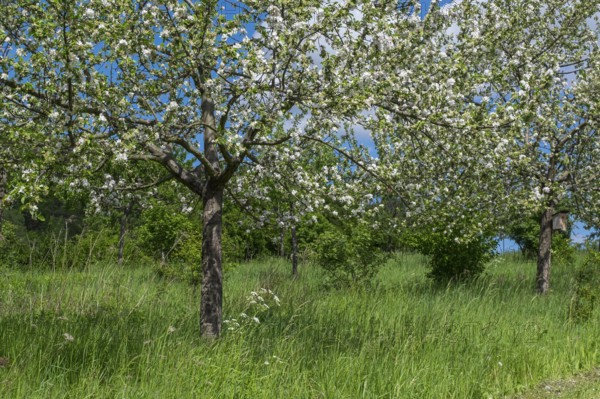 Blooming fruit trees on a fruit tree meadow, Südpfalz, Pfalz, Rhineland-Palatinate, Germany