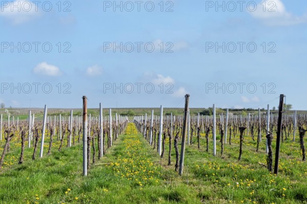 Weinfeld in spring, Südpfalz, Palatinate, Rhineland-Palatinate, Germany