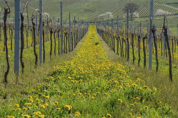 Vineyard with blooming dandelions in spring, Südpfalz, Pfalz, Rhineland-Palatinate, Germany