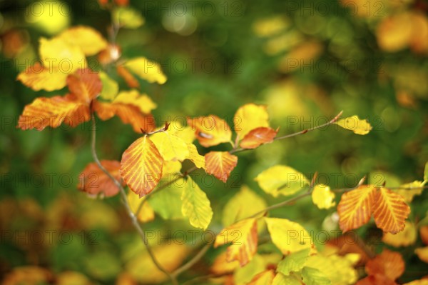 Autumn-coloured leaves of European beech (Fagus sylvatica), Lower Rhine, North Rhine-Westphalia, Germany