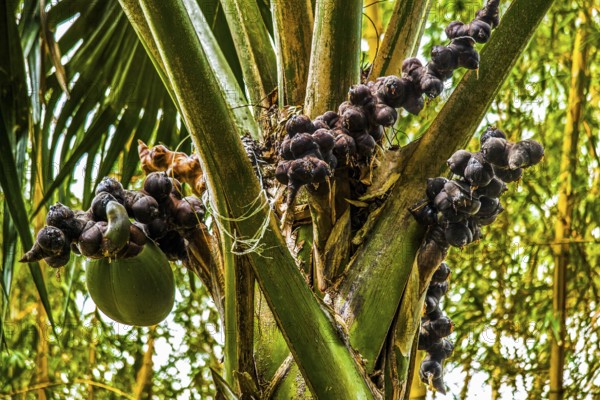 Female coco de mer, Seychelles palm, Lodoicea maldivica, most famous endemic palm species with the largest seed in the entire plant kingdom, Praslin, Seychelles