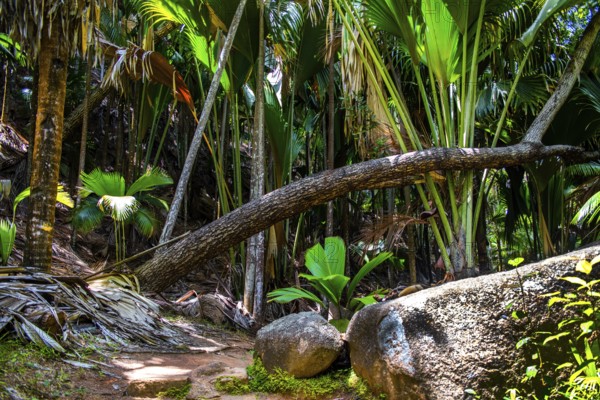 Fond Ferdinand Nature Reserve, Praslin, Seychelles, Praslin, Seychelles