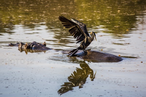 Hippo with cormorant, Hippo lodge in Mlilwane Wildlife Sanctuary, Swaziland - eSwatini, South Africa, Milwane, Swaziland