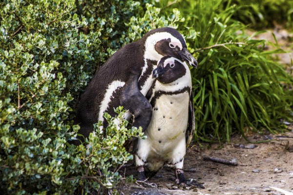 Jackass penguins (Spheniscus demersus) on Boulders Beach with over 2000 animals, Cape Peninsula, South Africa, Simon's Town, Western Cape