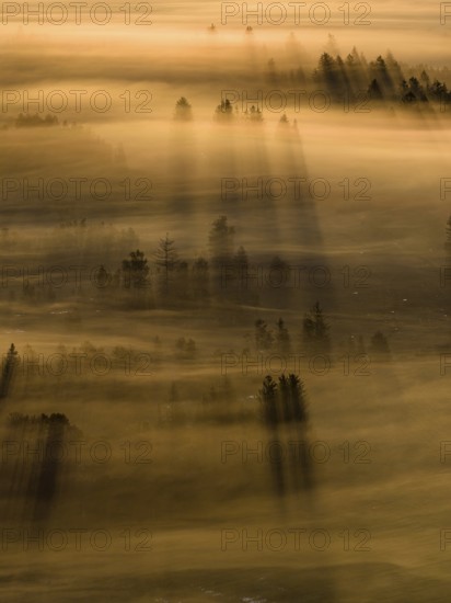 Fog, clouds of fog, trees, back light, sunrise, aerial view, Loisach-Lake Kochel-Moore, Upper Bavaria, Bavaria, Germany