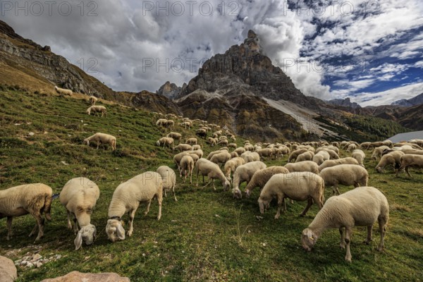 Sheep, flock of sheep, mountains, clouds, autumn, Pale di San Martino, Dolomites, Italy