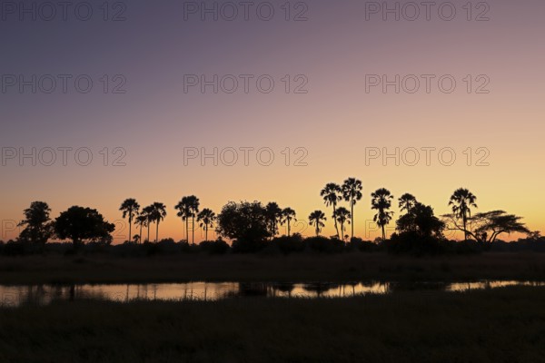 Fan palms (Hyphaene perersiana) in front of sunset, river, Okavango Delta, Botswana